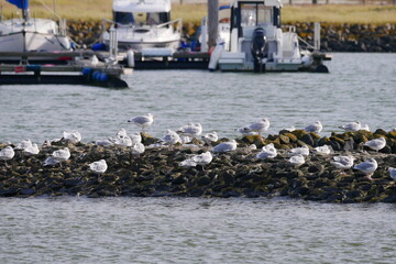 Herring gulls sit on a stone embankment of a sports boat harbor for motor boats and sailboats