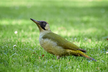 European green woodpecker on the grass in the morning (Picus viridis)