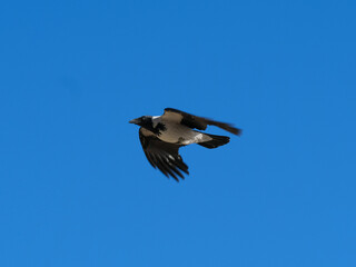 A crow flies against a blue sky, bottom view. Day