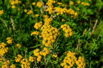 Inflorescence of tansy flowers blooming in the field