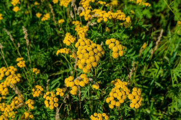 Inflorescence of tansy flowers blooming in the field