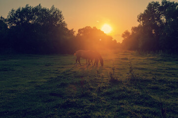 Horses graze on a meadow in the rays of the setting sun.