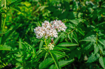 White elderberry inflorescence on a green background bee collects honey