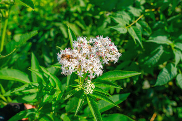 White elderberry inflorescence on a green background bee collects honey