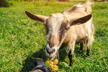 Goat on pasture eats yellow flowers from hand