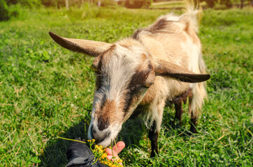 Naklejka na ściany i meble Goat on pasture eats yellow flowers from hand