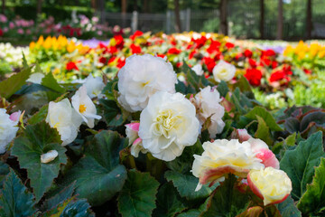 Flowers of tuberous begonias, Begonia tuberhybrida in summer garden