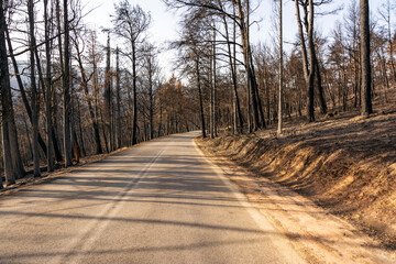 Burned forest road in Attica, Greece, after the bushfires at Parnitha Mountain and the districts of Varympompi and Tatoi, in early August 2021.