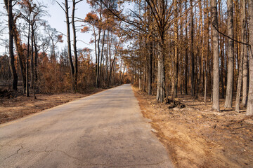 Burned forest road in Attica, Greece, after the bushfires at Parnitha Mountain and the districts of Varympompi and Tatoi, in early August 2021.