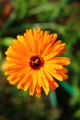 Nagietek lekarski Calendula officinalis