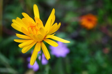 Nagietek lekarski Calendula officinalis