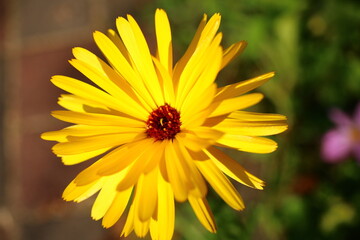 Nagietek lekarski Calendula officinalis