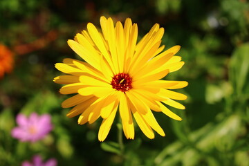 Nagietek lekarski Calendula officinalis