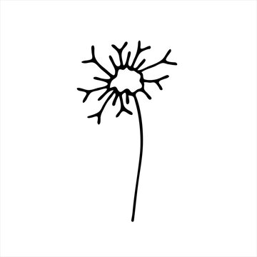 A painted dandelion flower. Doodle style, black outline, drawing with floral floral elements, minimalism. Isolated. Vector illustration.