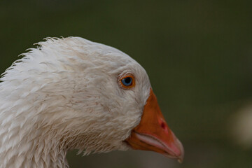 portrait of a white domestic goose 