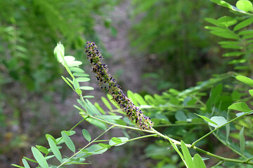 Branch with a flower of a desert false indigo close-up.