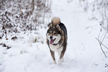 Portrait of funny west siberian husky running in winter forest, copy space