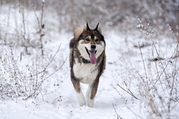 Portrait of funny west siberian husky running in winter forest, copy space