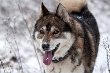 Portrait of cute west siberian husky walking in winter forest, copy space