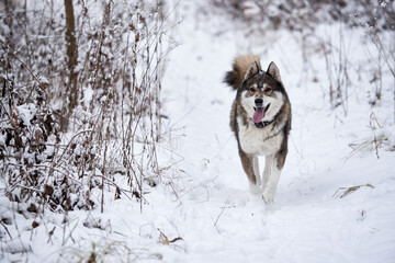 Portrait of funny west siberian husky running in winter forest, copy space