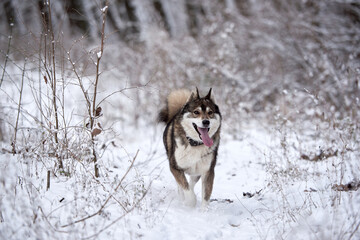 Portrait of funny west siberian husky running in winter forest, copy space
