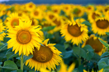 Fototapeta premium Sunflowers at sunset in the field against the sky in a clouds. High quality photo