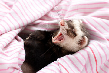The ferret sleeps on the bed
