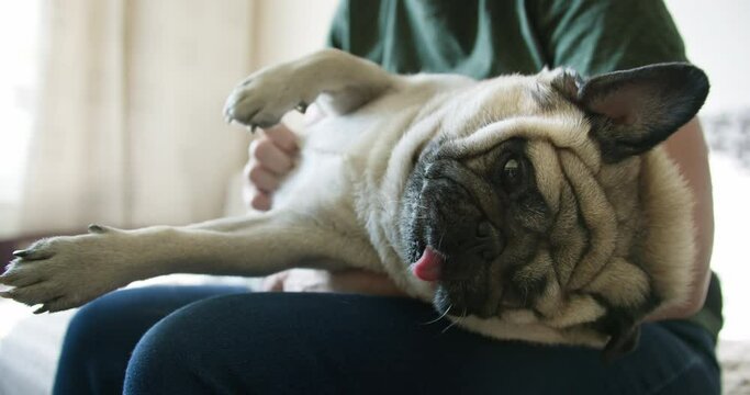 Funny cute pug dog face. Female owner stroking, petting, hugging cute pug dog. Funny pug dog lying on the owner. Cozy home interior