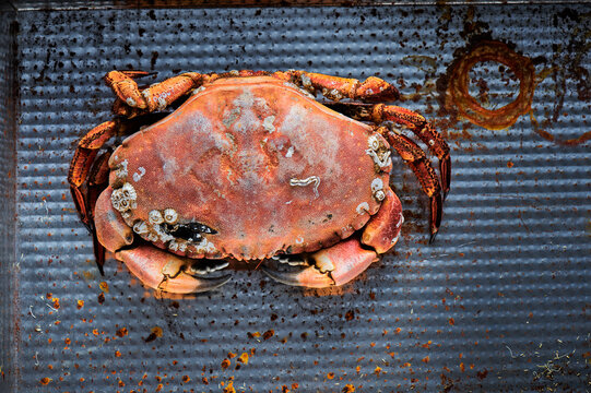Crab on grey rustic background. Seafood with copy space
