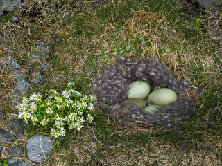 Ein Gelege mit 4 Eiern einer Eiderente auf der Vogelinsel Vigur Island