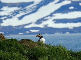 Papageitaucher schaut nach hinten und sitzt im Gras auf der Vogelinsel Vigur Island