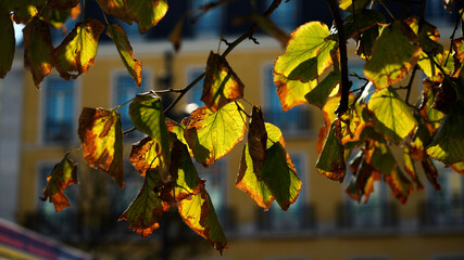 folhas sol