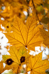 Golden Maple leaves in autumn. Yellow Acer leaf in Fall. Close up. Detail.
