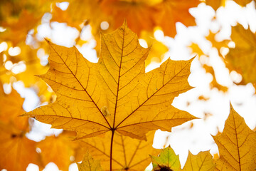 Golden Maple leaves in autumn. Yellow Acer leaf in Fall. Close up. Detail.