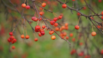 red berries in the autumn