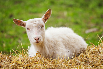 Obraz premium Young white goat sitting on straw.