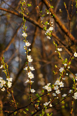 White plum blossoms on twigs in the morning light.