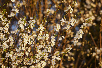 Fototapeta premium White plum blossoms on twigs in the morning light.