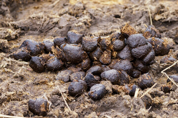 Donut shapes of horse feces outdoors on the ground.