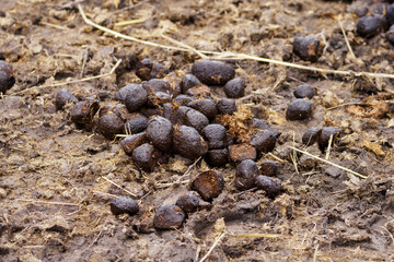 Donut shapes of horse feces outdoors on the ground.