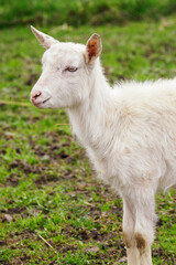 Cub of a white goat on a green lawn.