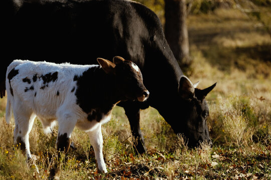 Cute Baby Cow Shows Calf With Mom In Fall Field Of Farm.