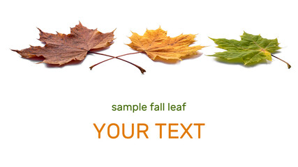 Autumn maple leafs on white background. 