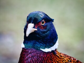 close up of a pheasant