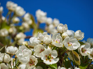 Close-Up Of A Blooming Pear Branch Against A Blue Sky Background. Soft focus. Floral spring background with pear color. Bright natural wallpaper background. Background with fruit tree flowers