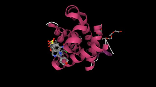Crystal structure of BCL-2 complexed with venetoclax. Animated 3D cartoon  model, secondary structure color scheme, PDB 6o0k, black background