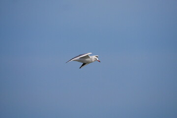 a seagull flies as swift as an arrow in the blue sky with its wings laid out