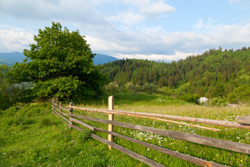 Fototapeta na wymiar Wooden fence on the mountain pasture with lush green grass and white flowers. Ukraine, Carpathians.