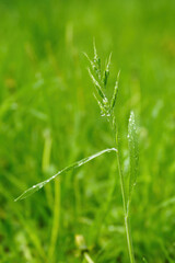 Blooming grass in the meadow in detail.
