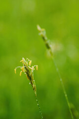 Blooming grass in the meadow in detail.